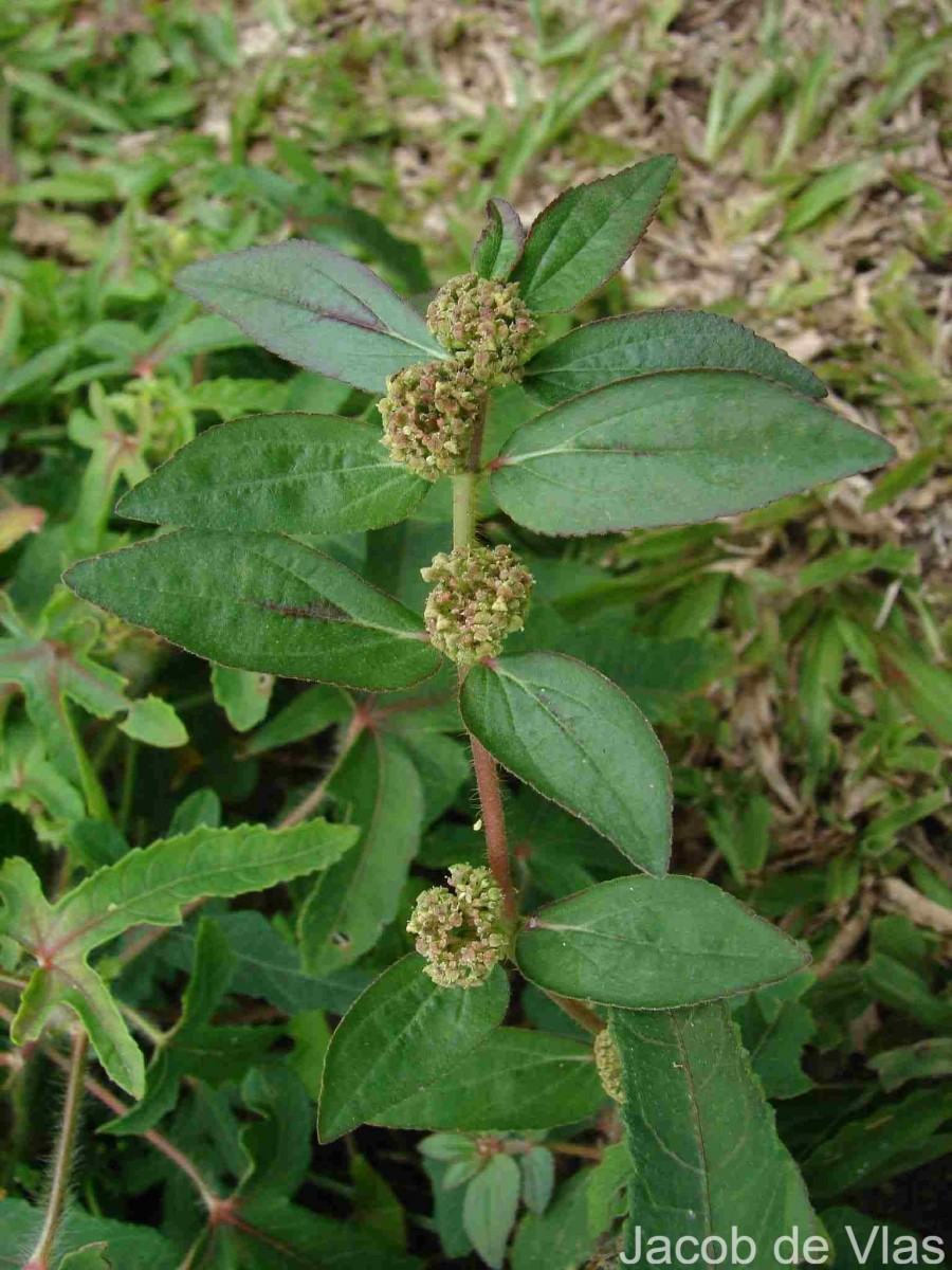 Euphorbia hirta L.